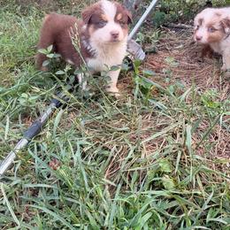 Boy 2 - Red tri-color male Australian Shepherd puppy in Clermont, Georgia from Chapman’s Australian Shepherds