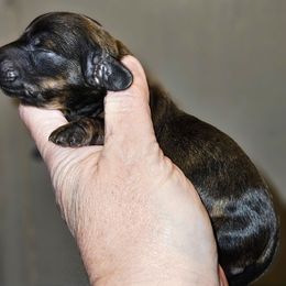 2 - Brindle male Dachshund puppy in Lansing, Michigan from Black Thunder 517 Cane Corso and Dachshunds