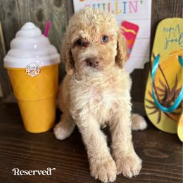 Blaze - Cream male Labradoodle puppy in Paw Paw, Michigan from ProAct Canines