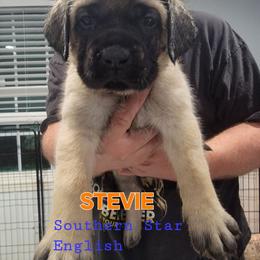 Stevie Nicks (FEMALE)(orange) - Fawn female Mastiff puppy in Conroe, Texas from Southern Star English Mastiffs