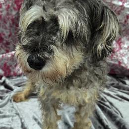 Charolette - Miniature Schnauzer