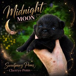 Midnight Moon - Black female Pomeranian puppy in Odessa, Texas from Cherry's Poms