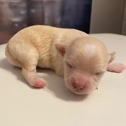Finn - Cream male Chihuahua puppy in Chino Valley, Arizona from Lane’s Little Long Coats