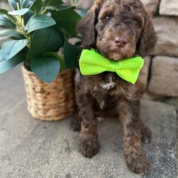 Boy 2 - Brown male Poodle puppy in Mc Bain, Michigan from The Dog House