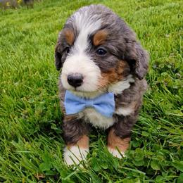 Josh- 5290 - Blue merle male Bernedoodle puppy in Ormond Beach, Florida from Florida Coast Doodles