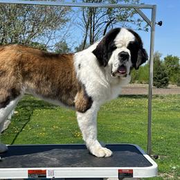 Priscilla - Saint Bernard
