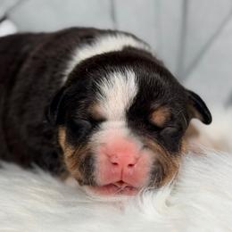 Obara - Black tri-color female American Bully puppy in Nashville, Tennessee from SimplyBullies