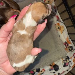 Boy 1 - Piebald male Dachshund puppy in Palm Coast, Florida from Michelle’s Mini Dachshunds