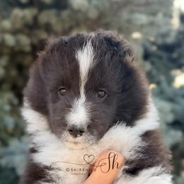 Champ - Black and white male Shetland Sheepdog puppy in Windsor, Colorado from Shirehill Shelties