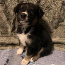 Donner - Black tri-color male Australian Shepherd puppy in Rose Hill, North Carolina from Motega Australian Shepherds