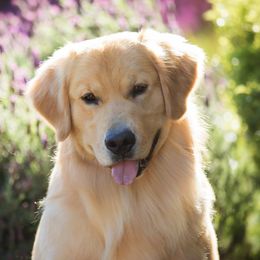 Smitty - Golden Retriever