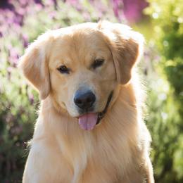 Smitty - Golden Retriever