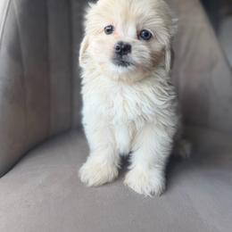 Wafer - Gold and white male Shihpoo puppy in Brevard County, Florida from Enchanting Puppies