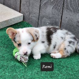 American Corgi Puppies from Wigglebutts American Corgis