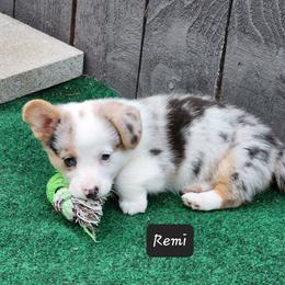 American Corgi Puppies from Wigglebutts American Corgis