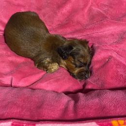Byrd - Red male Dachshund puppy in Eaton, Ohio from Miniature Alphas Dachshunds