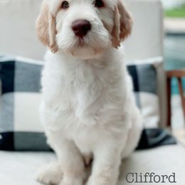 Labradoodle Puppies from Florida Doodle