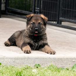 German Shepherd Puppies from Reign Land