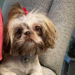 Shih Tzu Puppies from Sapphire Shih-Tzu's of Ohio