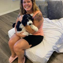 Sheepadoodle Puppies from Roughneck Doodles