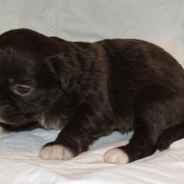 Shih Tzu Puppies from Meadowlyn's Dream Shih Tzu