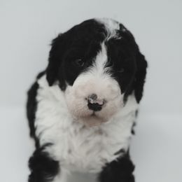 Sheepadoodle Puppies from The Farms Precious Doodles