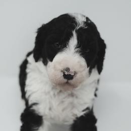 Sheepadoodle Puppies from The Farms Precious Doodles