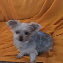 Morkies and Yorkshire Terriers from Marilyn Rowell's Morkies and Yorkies