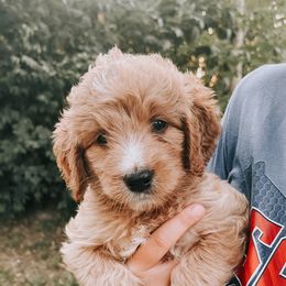 Goldendoodles from Blessed Beyond Doodles