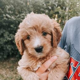 Goldendoodles from Blessed Beyond Doodles