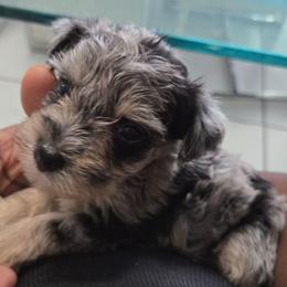 Faith - Parti female Miniature Schnauzer puppy in Titusville, Florida from Alysha's Grandbabies