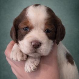 Realm - Liver and white female English Springer Spaniel puppy in Florida from Thunderbird Springers