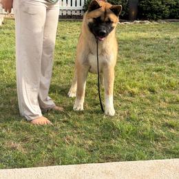 Akita puppies from Sundara Akitas