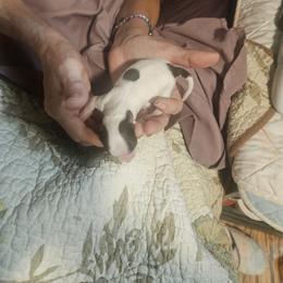 Emerald - Red white and sable female Papillon puppy in Middletown, New York from Patti's Pappi Puppies  (Puppies due end of July!!!)