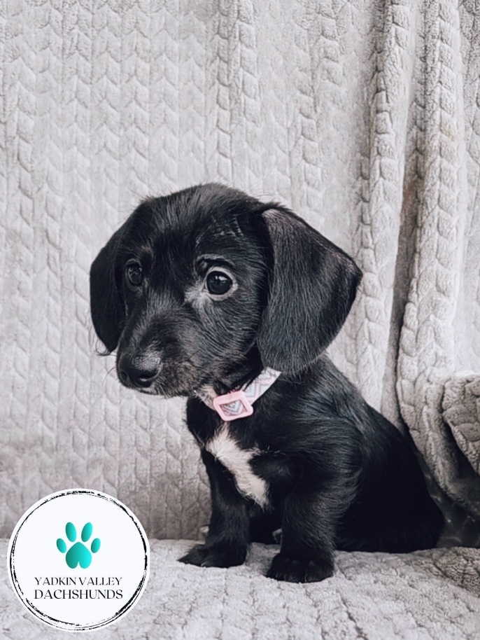Dachshund Puppies from Yadkin Valley Dachshunds