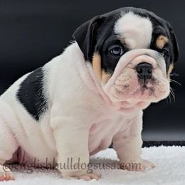 Otis - Black tri-color male Bulldog puppy in Elliottsburg, Pennsylvania from Pappy's Bulldogs