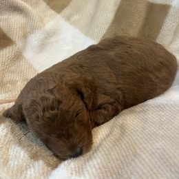 Jack Frost - Apricot male Poodle puppy in Greenville, South Carolina from Pepper Potts Puppies