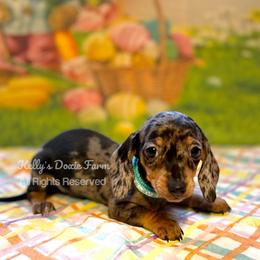 Black and Tan Dapple Female Smooth Teal Collar - Black and tan female Dachshund puppy in Cleveland, Tennessee from Kelly's Doxie Farm