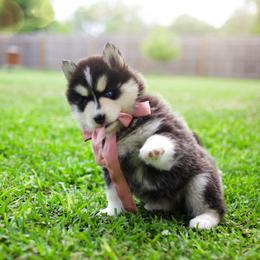 Ube - Pomsky