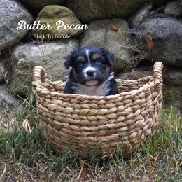 Butter Pecan - Black tri-color female Australian Shepherd puppy in Bristol, New Hampshire from NewFound Lake Aussies