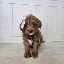 Cinnamon - Red  female Goldendoodle puppy in South Jordan, Utah from Lucky Doodle Pups