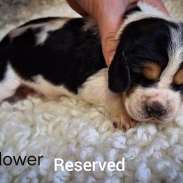 Flower - Black brown and white female Basset Hound puppy in Mack's Creek, Missouri from Mack's Creek Basset Hounds