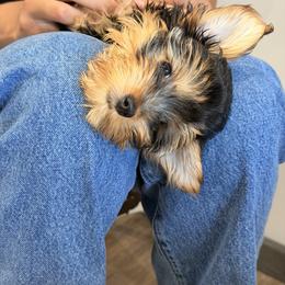 Old English Sheepdog, Poodle, Sheepadoodle, and Yorkipoo Puppies from Love Tallulah Sheepadoodles LLC