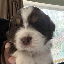 Cowboy - Red tri-color male Australian Shepherd puppy in Stone Mountain, Georgia from True Blue Friends