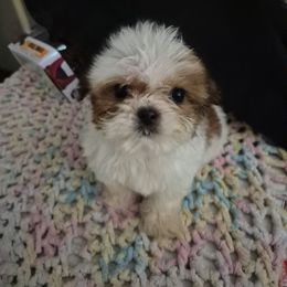 Girl 1 - Brindle female Shih Tzu puppy in Trout, Louisiana from Magnolia Farm's LLC