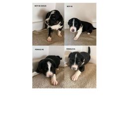 Border Collie Puppies from Julie Ziegler