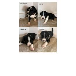 Border Collie Puppies from Julie Ziegler