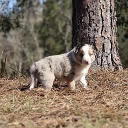 Border Collie Puppies from Sandhill Ranch Border Collies