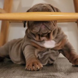 Bulldog Puppies from Velvet-Line-Bulldogs