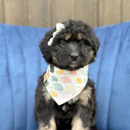 Ruby - Phantom female Bernedoodle puppy in Bellville, Ohio from Bernedoodle Buddies